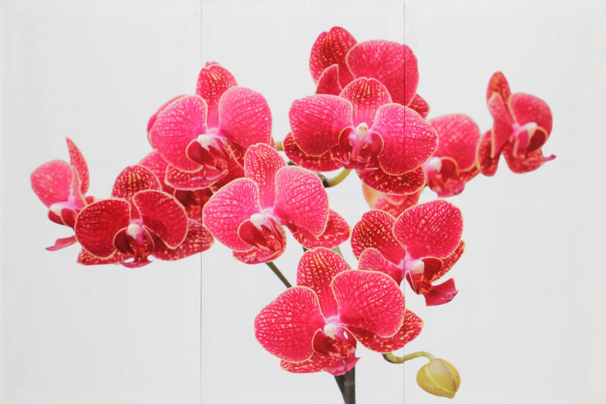 Set 3 canvas 30×60 orchid