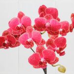 Set 3 canvas 30×60 orchid