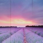 Set 3 canvas 30×60 lavender