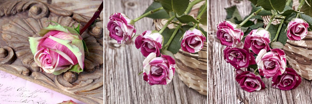 Set 3 canvas 25×25 pink roses