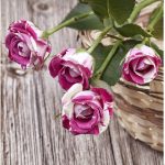 Set 3 canvas 25×25 pink roses