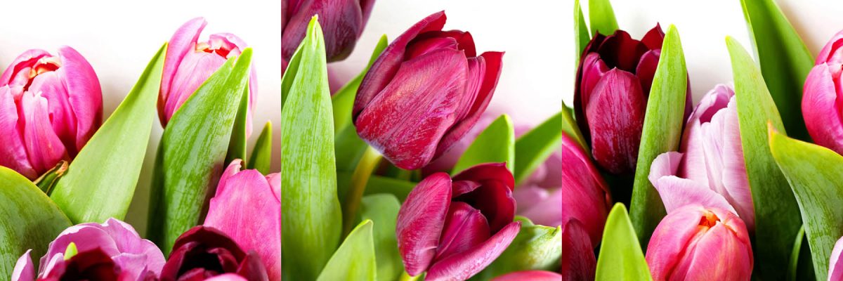 Set 3 canvas 25×25 flowers