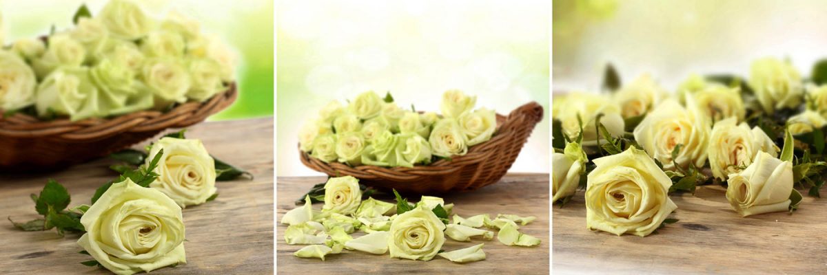 Set 3 canvas 25×25 roses
