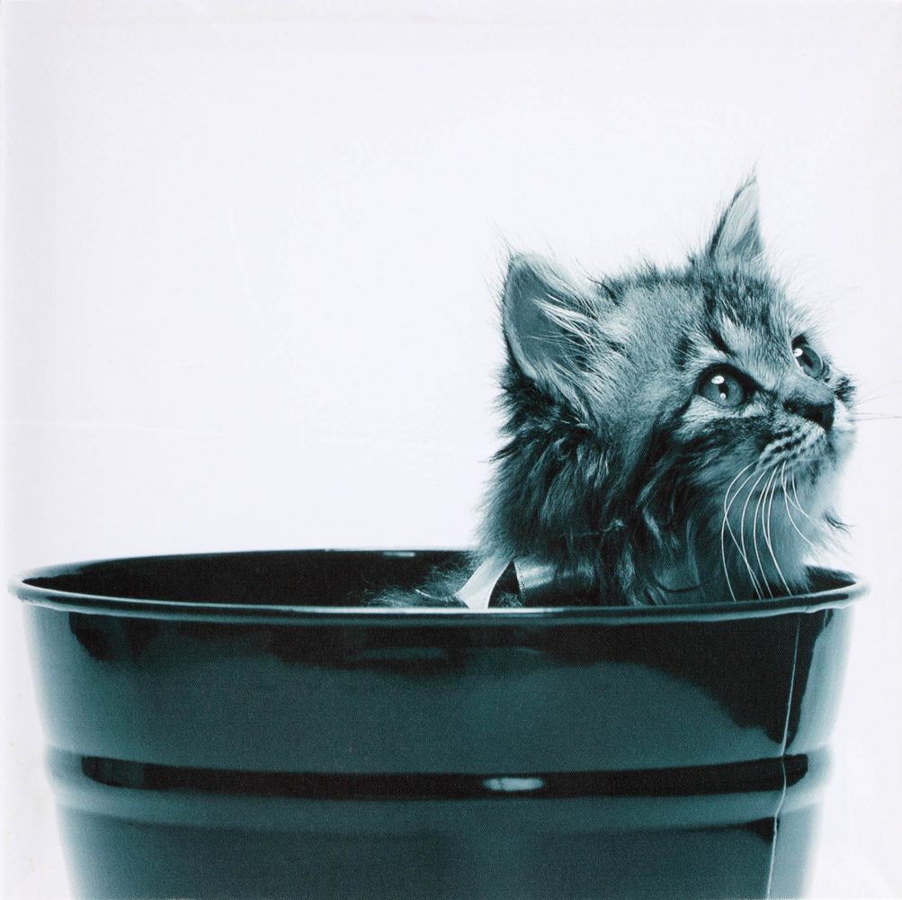 Canvas 40×40 cat
