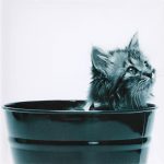 Canvas 40×40 cat