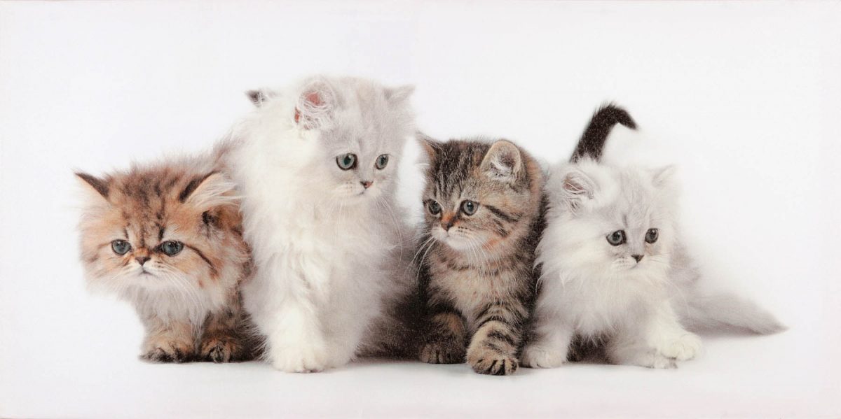 Canvas 50×100 cats