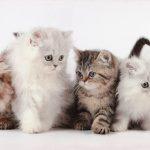 Canvas 50×100 cats