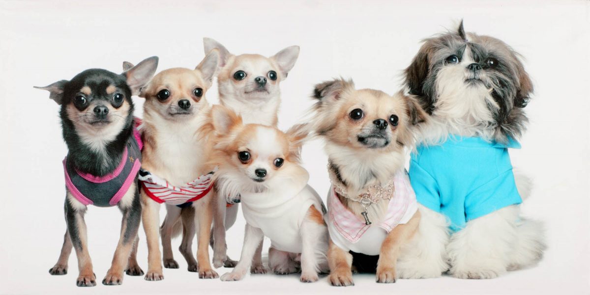 Canvas 50×100 dogs