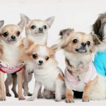 Canvas 50×100 dogs