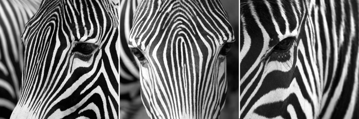 Set 3 canvas 25×25 zebras