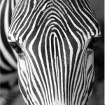 Set 3 canvas 25×25 zebras
