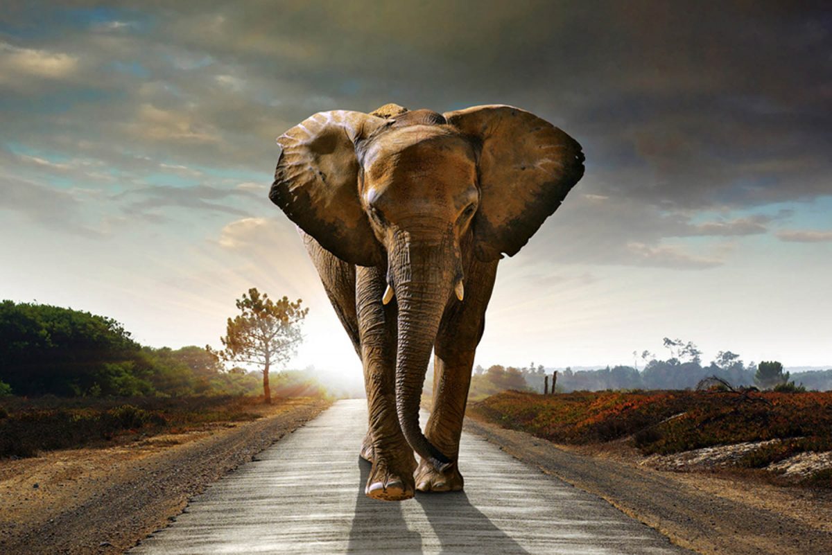 Set 3 canvas 30×60 elephant
