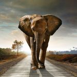 Set 3 canvas 30×60 elephant