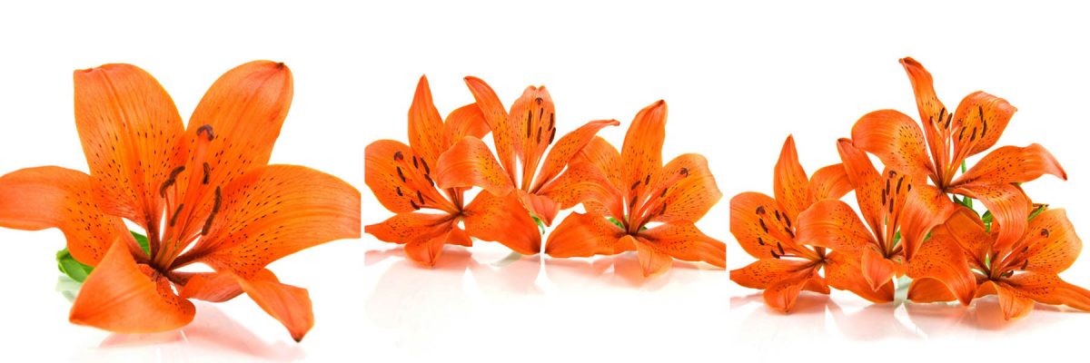 Set 3 canvas 25×25 orange lilium