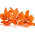 Set 3 canvas 25×25 orange lilium