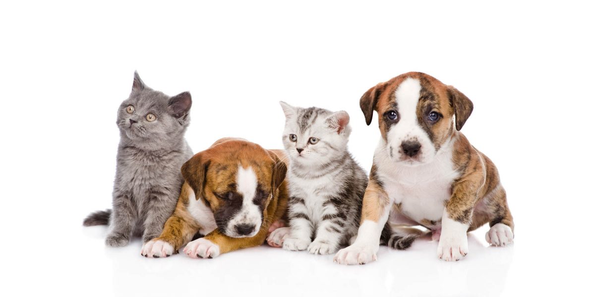 Canvas 50×100 pets