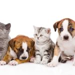 Canvas 50×100 pets