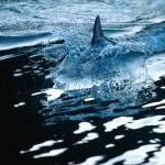 Glossy/fp03 100×150 dolphin