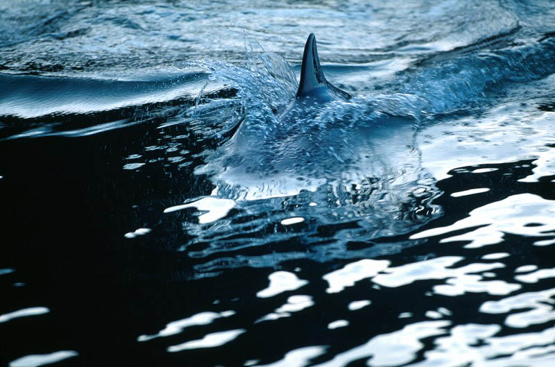 Glossy/fp03 100×150 dolphin