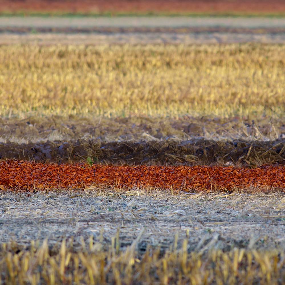 Glossy/fg01 100×100 spicy field