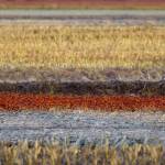 Glossy/fg01 100×100 spicy field