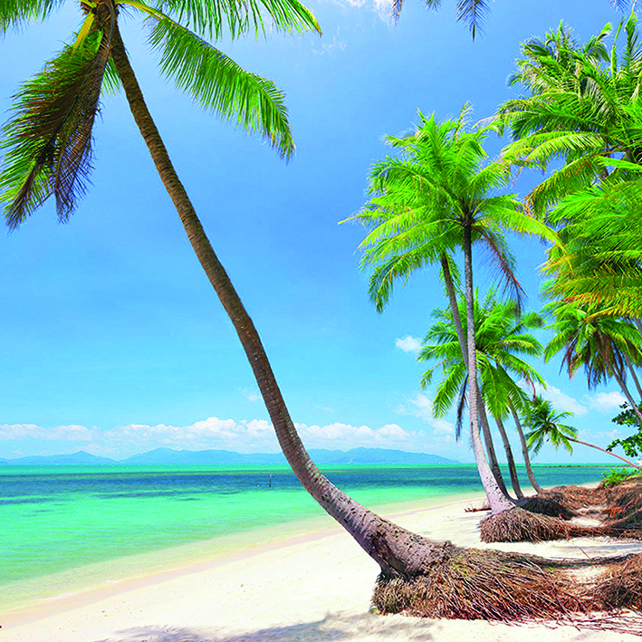 Canvas 0205 40×40 palm