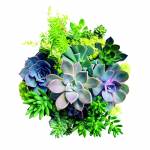 Canvas 0211 40×40 fat plants 2