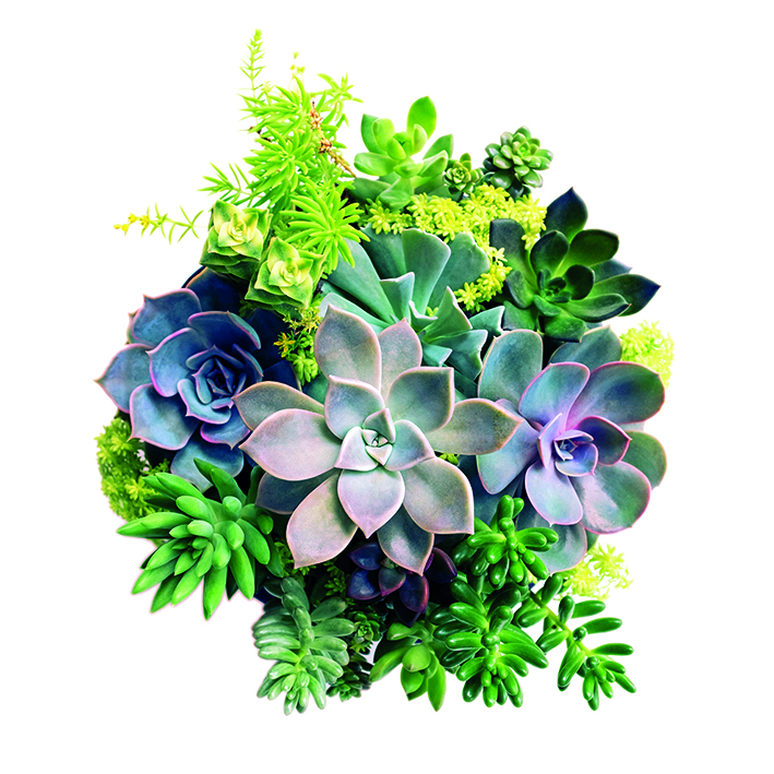 Canvas 0211 40×40 fat plants 2
