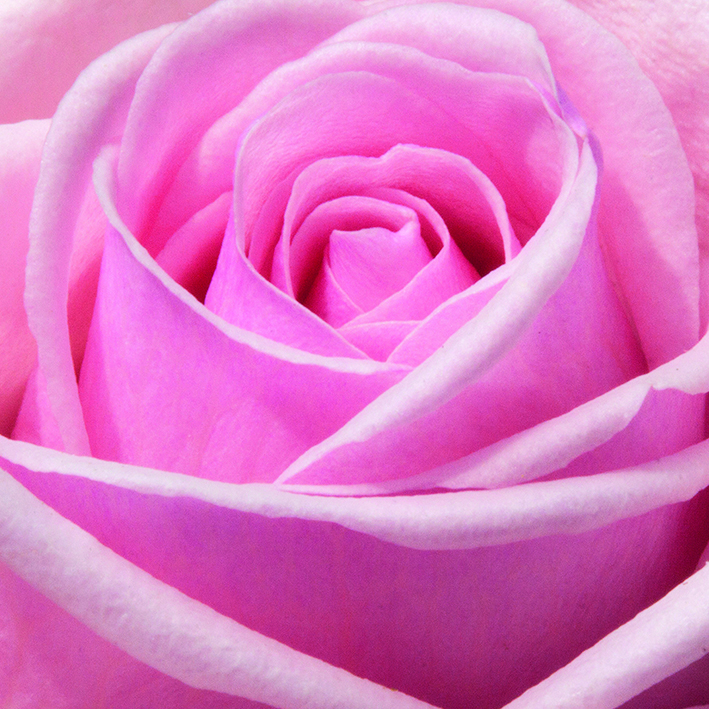 Canvas 0214 40×40 pink rose