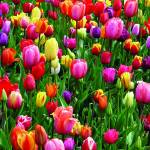 Canvas 0215 40×40 tulips
