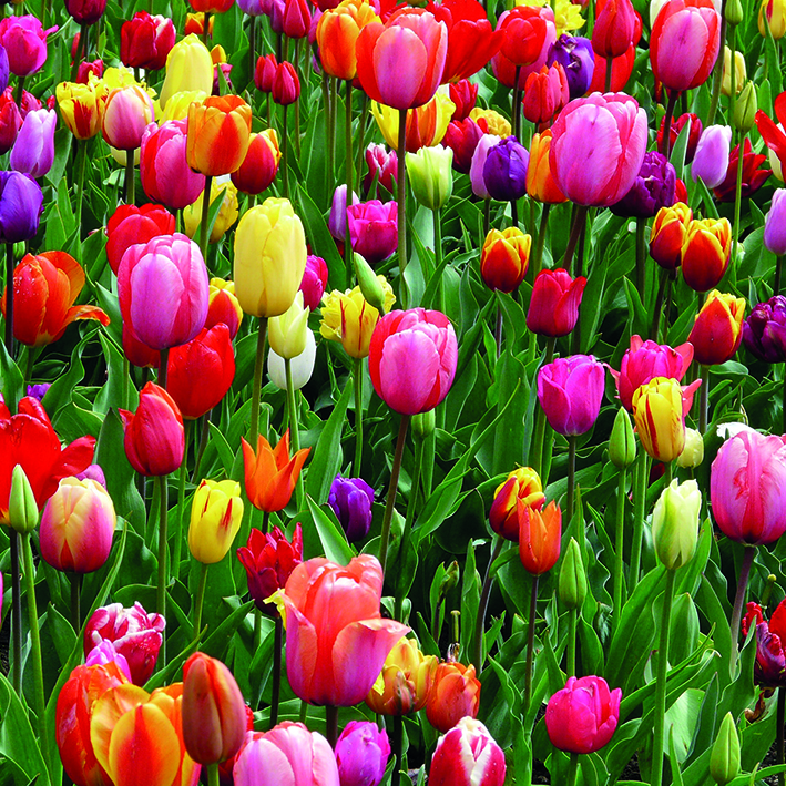 Canvas 0215 40×40 tulips