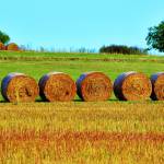 Canvas 0235 50×100 hay