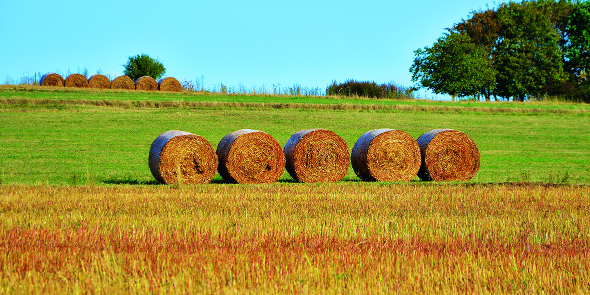 Canvas 0235 50×100 hay