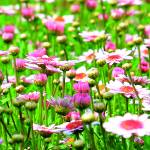 Canvas 0237 50×100 daisy