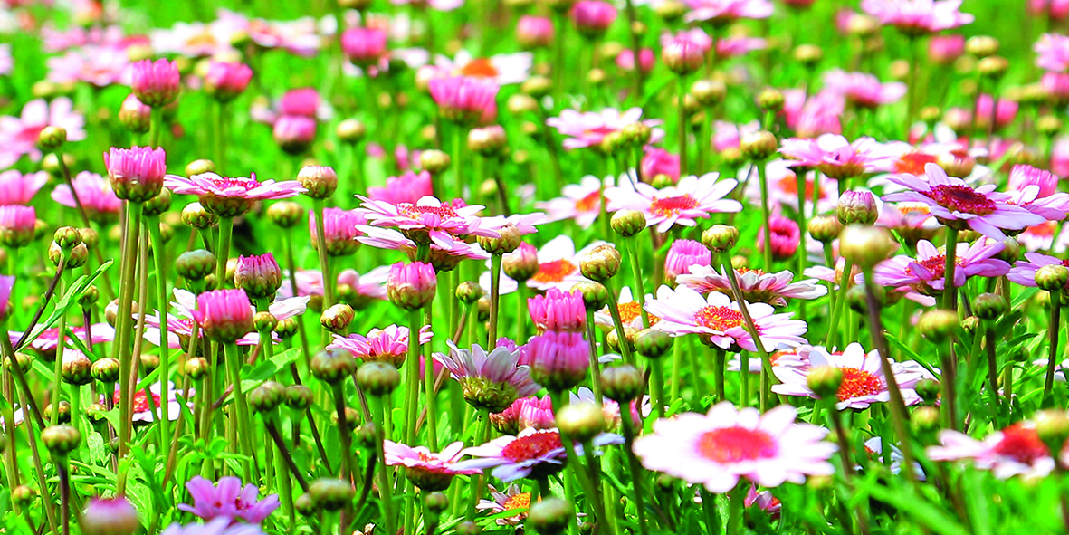 Canvas 0237 50×100 daisy