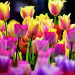 Canvas 0238 50×100 tulips