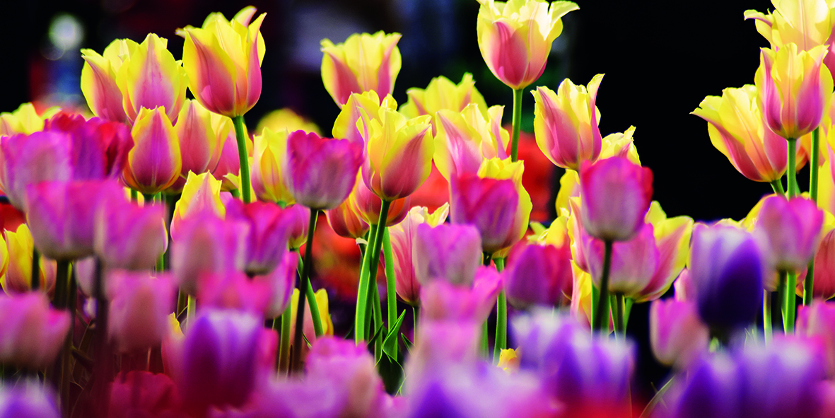 Canvas 0238 50×100 tulips