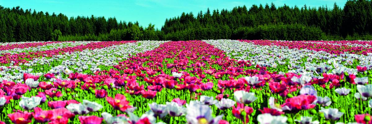 Canvas 0261 50×150 flower field