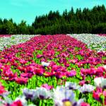 Canvas 0261 50×150 flower field