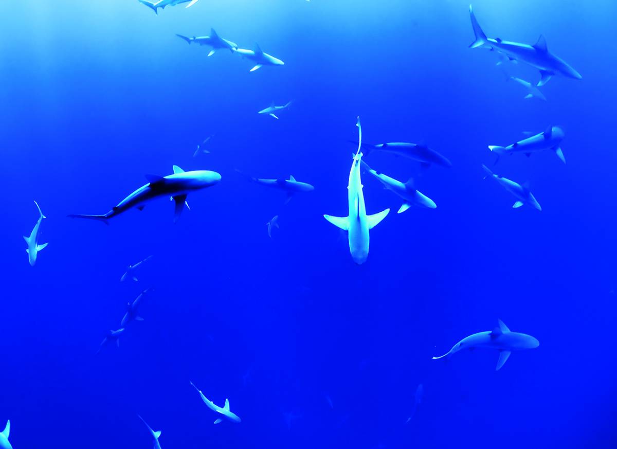 Canvas 0265 80×110 sharks