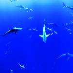 Canvas 0265 80×110 sharks