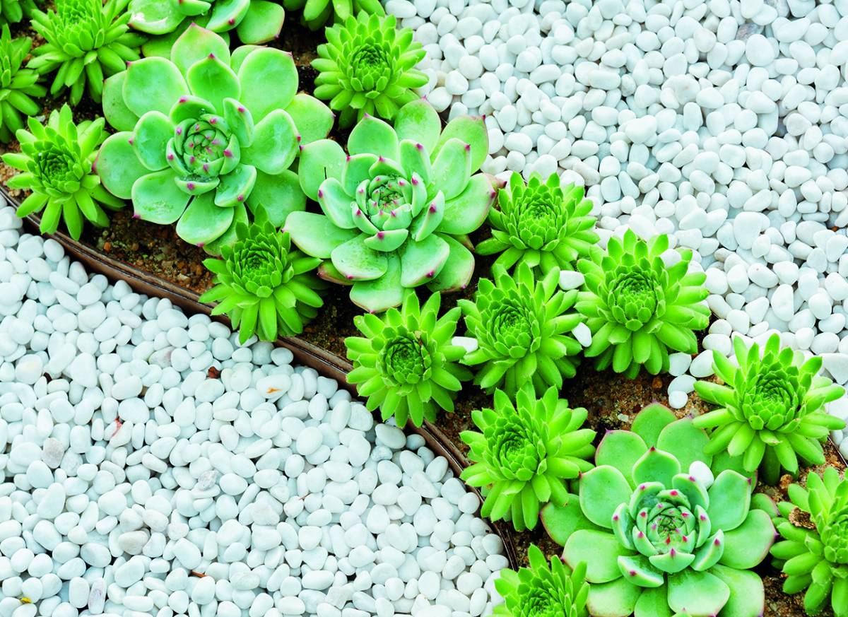 Canvas 0273 80×110 fat plants