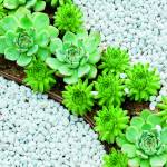 Canvas 0273 80×110 fat plants