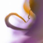 Glossy/aa01 100×150 phalaenopsis