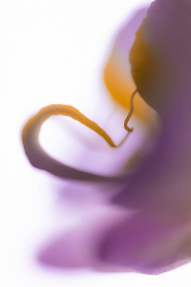 Glossy/aa01 100×150 phalaenopsis
