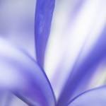 Glossy/aa03 100×150 blue iris