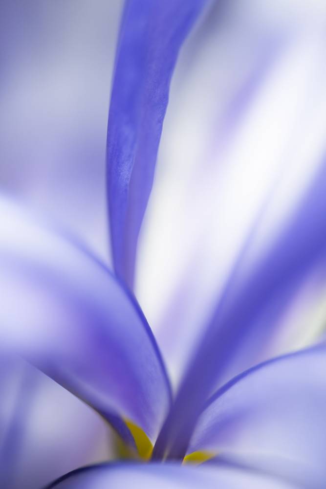 Glossy/aa03 100×150 blue iris