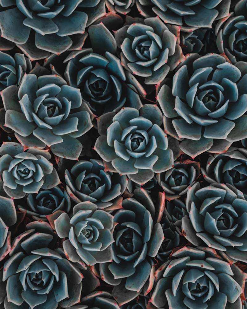 Canvas 0311 40×50
