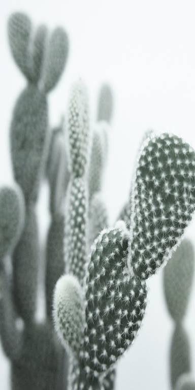 Canvas 0333 40×80