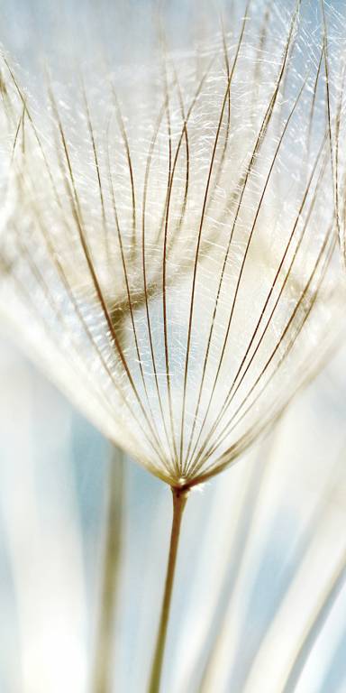 Canvas 0334 40×80